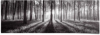 Reinders! Poster »Sonnenaufgang im Wald Schwarz-Weiss«, (1 St.)