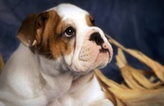 Papermoon Fototapete »BULLDOG-TIERE HUND BULLDOGE HUNDE WANDDEKO WANDBILD XXL«, Vliestapete, hochwertiger Digitaldruck, inklusive Kleister