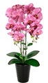 Orchidee im Topf Rosé