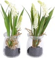 Botanic-Haus Kunstblume »Muscariarrangement im Glas«, (Set, 2 St.)