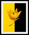 Bild »Blüte«