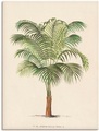 Artland Wandbild »Palme II«