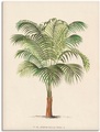 Artland Wandbild »Palme II«