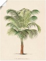 Artland Wandbild »Palme II«
