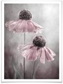 Wall-Art Poster »Rosa Duett«, Schriftzug, (1 St.)