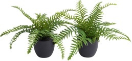 Botanic-Haus Künstliche Zimmerpflanze »Farn im Topf«, (Set, 2 St.)