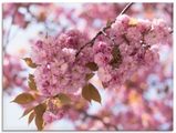 Artland Glasbild »Japanische Kirschblüte in Love I«