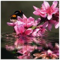 Artland Glasbild »Pfirsichblüte mit Hummel«