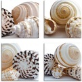 Artland Leinwandbild »Muschelkomposition II, -I, -IV, -III«