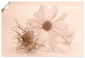Artland Wandbild »Chrysantheme«