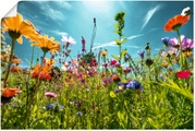 Artland Wandbild »Buntes Blumenfeld«, Blumenwiese, (1 St.), in vielen Grössen & Produktarten - Alubild / Outdoorbild für den Aussenbereich, Leinwandbild, Poster, Wandaufkleber / Wandtattoo auch für Badezimmer geeignet