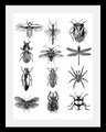 Bild »Insekten«