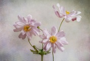 Papermoon Fototapete »Photo-Art MANDY DISHER, ANEMONEN«, Vliestapete, hochwertiger Digitaldruck, inklusive Kleister