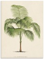 Artland Glasbild »Palme I«