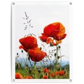 Reinders! Poster »Mohnblumen«, Outdoor für Garten oder Balkon