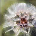 Artland Wandbild »Pusteblume II«