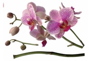 Komar, KOMAR Wandtattoo »Orchidee«