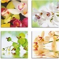 Artland Leinwandbild »Orchideen Blumen«