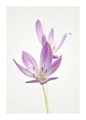 Komar Poster »Autumn Crocus«