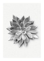 Komar Poster »Succulent Agave«