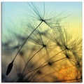 Artland Wandbild »Goldfarbenener Sonnenuntergang und Pusteblumen«