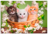 Artland Wandbild »Katzen sitzen in einem Korb«