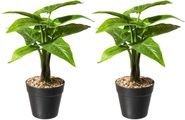 Creativ green Künstliche Zimmerpflanze »Dracaena draco«, (2 St.), im Topf