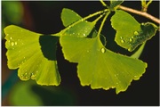 Artland Wandbild »Ginkgo Blätter«