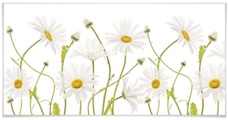 Wall-Art Poster »Daisies«, Schriftzug, (1 St.)