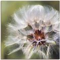 Artland Wandbild »Pusteblume II«