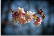 Artland Wandbild »Kirschblüte im Frühling«, Blumenbilder, (1 St.), in vielen Grössen & Produktarten - Alubild / Outdoorbild für den Aussenbereich, Leinwandbild, Poster, Wandaufkleber / Wandtattoo auch für Badezimmer geeignet