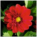 Artland Glasbild »Rote Dahlienblüte«