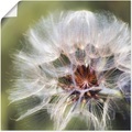 Artland Wandbild »Pusteblume II«