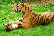 Papermoon Fototapete »Tiger with Baby«