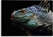 Reinders! Glasbild »Glasbild Leguan Christian Meermann - Tier - Reptilien«, Reptilien, (1 St.)