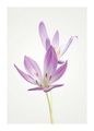 Komar Poster »Autumn Crocus«
