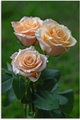 Artland Wandbild »wunderschöne Rosen«, Blumenbilder, (1 St.), in vielen Grössen & Produktarten - Alubild / Outdoorbild für den Aussenbereich, Leinwandbild, Poster, Wandaufkleber / Wandtattoo auch für Badezimmer geeignet
