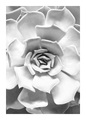 Komar Poster »Succulent Closeup«