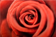 Premium collection by Home affaire Alu-Dibond-Druck »Rote Rose«
