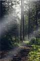 Glasbild »Waldweg«