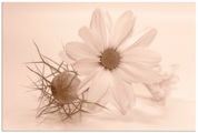 Artland Wandbild »Chrysantheme«