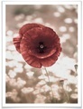 Wall-Art Poster »Mohnblumen Portrait«, Blumen, (1 St.)