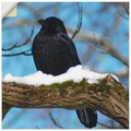 Artland Wandbild »Rabe im Winter«