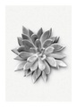 Komar Poster »Succulent Agave«