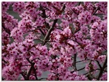 Artland Glasbild »Japanische Zierkirschen Blüte«
