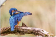 Artland Wandbild »Eisvogel«, Vogelbilder, (1 St.), in vielen Grössen & Produktarten - Alubild / Outdoorbild für den Aussenbereich, Leinwandbild, Poster, Wandaufkleber / Wandtattoo auch für Badezimmer geeignet