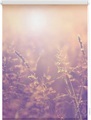 Seitenzugrollo, Lichtblick, »Sommerabend«, Klemmfix, Kettenzug, Lichtschutz, Fixmass, ohne Bohren