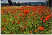 Artland Wandbild »Mohnblumenwiese«, Blumenwiese, (1 St.), in vielen Grössen & Produktarten - Alubild / Outdoorbild für den Aussenbereich, Leinwandbild, Poster, Wandaufkleber / Wandtattoo auch für Badezimmer geeignet