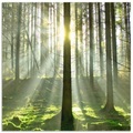Artland Küchenrückwand »Wald im Gegenlicht«