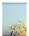 Seitenzugrollo, Lichtblick, »Pusteblume«, Klemmfix, Kettenzug, Lichtschutz, Fixmass, ohne Bohren